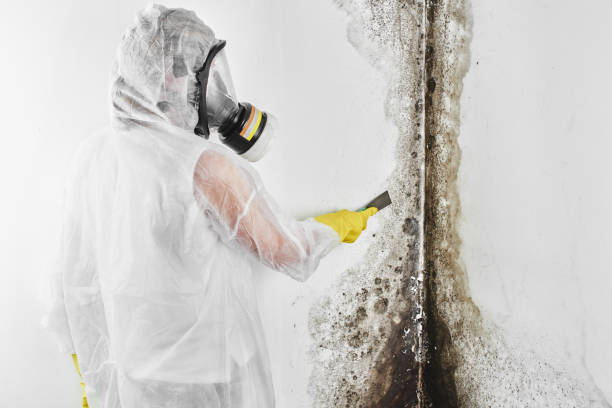 Best Insurance-Related Mold Remediation in Red Corral, CA