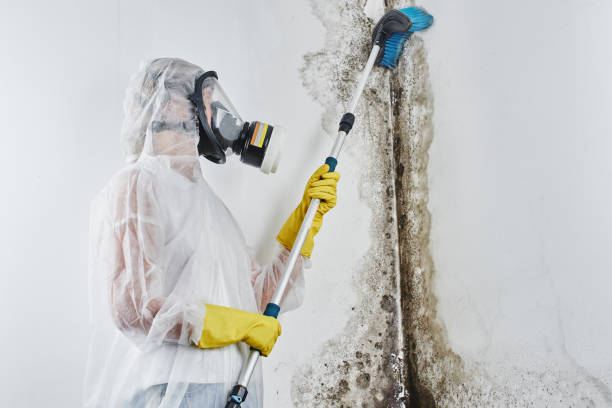 Best Commercial Mold Remediation in Red Corral, CA