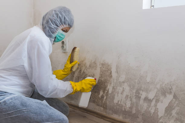 Best Crawl Space Mold Remediation in Red Corral, CA