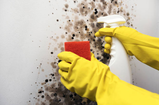 Best Mold Remediation for Schools in Red Corral, CA