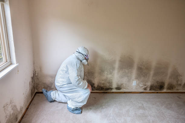 Best White Mold Remediation in Red Corral, CA