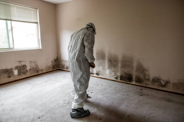 Best Post-Flood Mold Remediation in Red Corral, CA