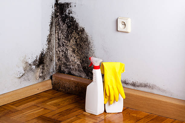 Best Residential Mold Remediation in Red Corral, CA